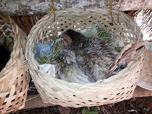 230K views · 9.3K reactions | Techniques on how to increase egg production of Philippine Native Chicken. | Philippine Native Chicken | Facebook