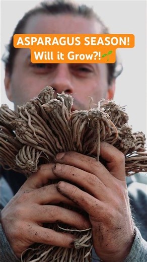 Planting Asparagus Roots the Right Way #homesteading #gardening