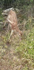 7.9M views · 176K reactions | Hoy salvé una vida y me siento feliz....