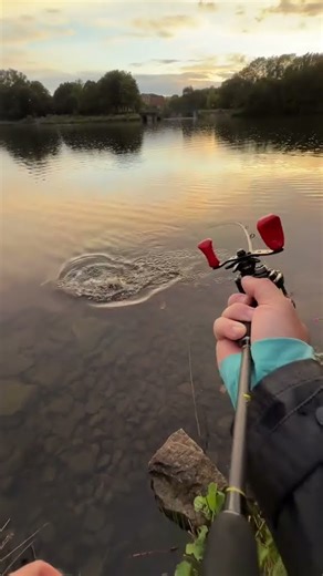 #Fish hunting #animals #fishing#hunting#shorts #viralshort