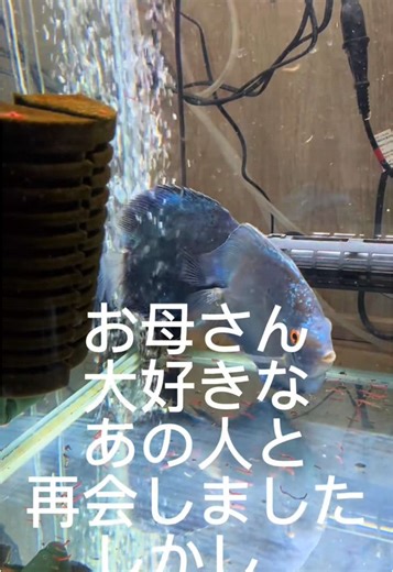 あの人に会えました。 #CapCut #ディスカス #熱帯魚 #ブルーダイヤモンドディスカス #アクアリウム #discus #aquarium #ディスカス飼育