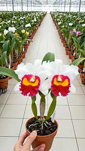 The flower is a Cattleya orchid🌷💮🌸, showcasing white petals with vibrant magenta and yellow lips. This classic combination is a hallmark of many Cattleya hybrids, celebrated for their dramatic flair and ceremonial elegance. #orchids #gardening #garden #flowers | Ammy Lia