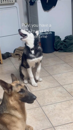 Husky Howl Sounds/Noises #huskyhowl