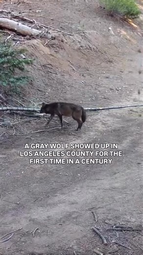 National Park News on Instagram: "For the first time in at least 100 years, a gray wolf has been confirmed in Los Angeles County. The 3-year-old female was detected northwest of Lancaster, marking the southernmost location a wolf has ever been tracked in California. Born in the Sierra Nevada near the California-Nevada border, she’s traveled hundreds of miles across the state — a remarkable journey that scientists are monitoring via a GPS collar. This is earlier video of the same wolf. Officials 