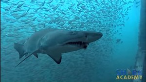 1.6K views · 21 reactions | Did you know that sharks do not have lungs? Watch this video to see how sharks get their oxygen in order to stay alive! | Gulf State Park-Alabama | Facebook