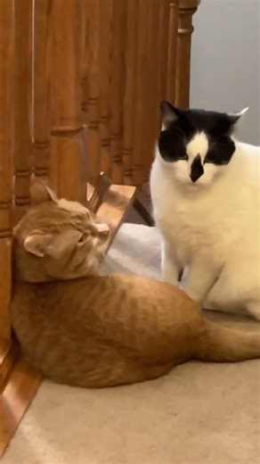 Gay cats part 2 #cat #cats #kitten #kittens @squishypoopprincess