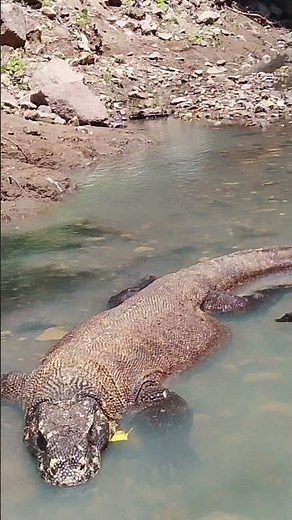 komodo dragon swimming #komododragon #animals #reptiles