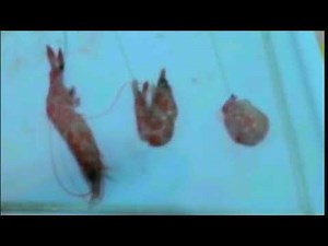 Πως αγκιστρώνουμε την γαρίδα