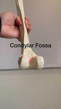 Condylar Fossa Attachments #anatomy #draqilshah #biology #education #science #medicalstudent #bones
