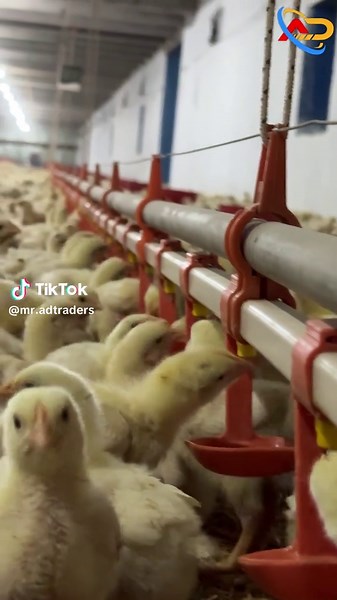 Smart Poultry Farming Techniques for Modern Farmers