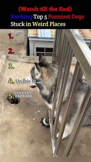 Top 5 Funniest Dogs Stuck in Weird Places #puppylove #funnypuppy #bestpuppy