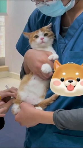 The cat🐱 is a comedian by nature 💉 It makes people laugh at the last moment 😀😀 #cat#cats#comedian#pets#funny#fyp