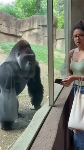 A Gorilla's Unforgettable Encounter at the Zoo 🦍😱 #gorilla #scary