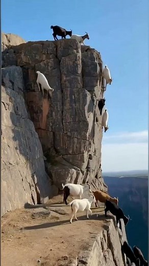 GOATS: The Ultimate Gravity-Defying Race! 🐐⛰️💨