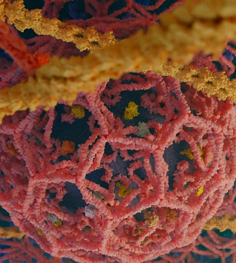 36K views · 706 reactions | This video shows a clathrin lattice forming a budding vesicle on the inner surface of the plasma membrane. Cytoskeletal components are also visible, which are crucial for vesicle formation and transport. | Ribosome Studio | Facebook