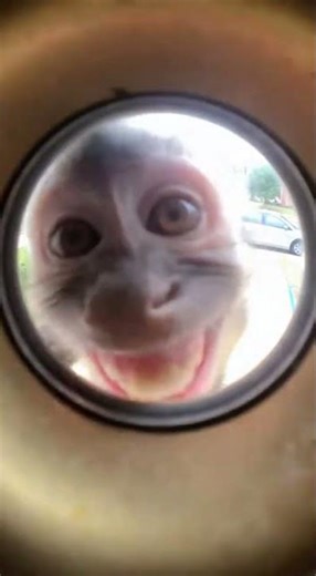 Why is there a monkey at my door?! #monkey #doorbell #fyp