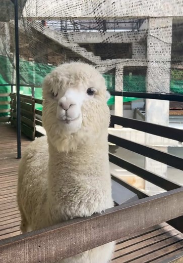 Visit The Sheep Sanctuary in Cameron Highlands
