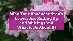 Why Your Rhododendron's Leaves Are Rolling Up and Wilting (And What to Do About It)