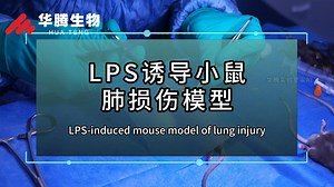 华腾生物模型分享--LPS诱导小鼠肺损伤模型