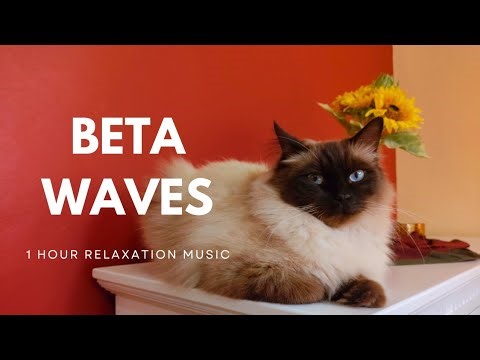 1 Hour Beta Waves for Focus | Study Music, Work & Concentration | Deep Relaxation & Productivity