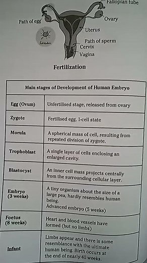 Stages in development of Human embryo||Human physiology|Happy learning