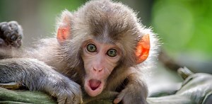 La parole ne serait pas apparue avec Homo sapiens, et ce sont les singes qui nous le disent