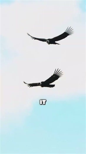 The Giant Bird You Never Expect to See Up Close #shorts