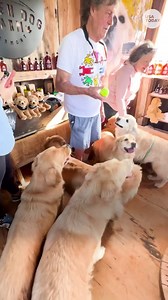 Golden retriever farm lets you frolic with fur while drinking cider