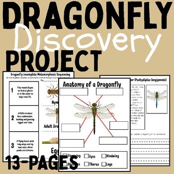 Dragonfly Life Cycle Worksheets & Activities | Sequencing, Anatomy, Reading Comp