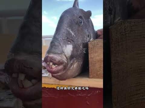 Can Your Brother Eat These Odd Fish? Uncover the Truth