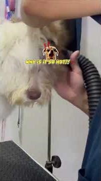 Old English Dog Grooming