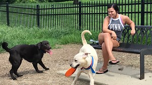 Newport to dog park: Move or close