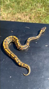 Amazing Puzzle Ball Python!!!