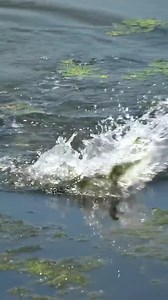 Have you ever seen blackfish fishing? #fishing #HHF #fblifestyle #shortsfeed #florida | Hoodfishing_entertainment