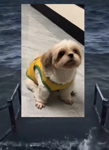 🐶🐶🐶 #Meme #ctto #MemeCut #CapCut #fyp