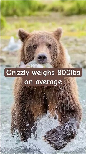 Grizzly Bear vs Siberian Tiger, who wins in a fight?