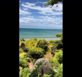 Adventurous duo climbs Cypress tree to enjoy stunning beach view from the canopy
