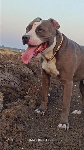 Top 4 most powerful dogs 🥵😱 #max #pitbull #facts #shorts #shortsfeed #dogvideos #pets #dog #dogs