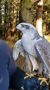 98K views · 12K reactions | Flash, a Northern Goshawk and Raptor-in-Residence, is our only accipiter hawk here at the Alaska Raptor Center. Northern Goshawks are a bigger, fiercer, relative of the Sharp-shinned and Cooper’s Hawks that prowl suburbs and backyards. They are accipiters, a type of hawk with short, broad wings and a long rudderlike tail that give it superb aerial agility. | Alaska Raptor Center | Facebook