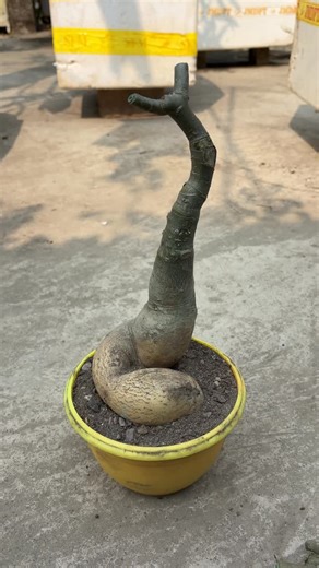 Mission Gardening on Instagram: "Repotting an Adenium (Desert Rose) is a strategic process used to refresh the soil, inspect for root rot, and—most importantly—lift the caudex (the swollen base) to enhance its aesthetic appeal. Timing and Preparation Best Season: The ideal time is during active growth in late spring or early summer. Avoid repotting during winter dormancy when the plant is less resilient. Frequency: Generally every 2–3 years, or when the roots begin to outgrow the container. Init