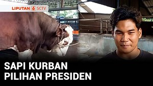 Sapi Limousin berbobot 1,7 Ton dan 1,1 Ton, dipilih Presiden Prabowo Subianto untuk dikurbankan di Kepulauan Bangka Belitung. Untuk menjaga kesehatannya, sapi jumbo tersebut mendapatkan perawatan istimewa. #NewsSctv #Liputan6Pagi Berita lainnya: https://whatsapp.com/channel/0029Va5j89g1yT2Bu5Eafo0Y | Liputan6SCTV