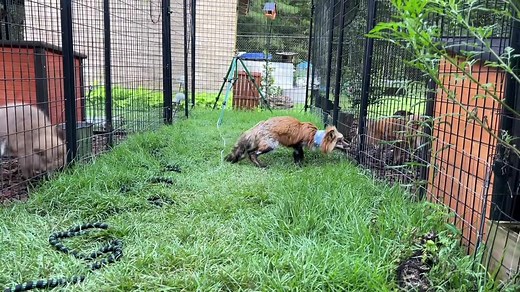 New videos are up on our patreon channel: www.patreon.com/juniperfoxx all patreon memberships are being applied toward Finch’s medical costs 🤎 | Juniper Fox