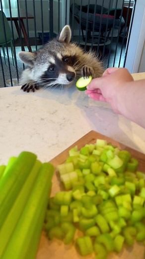 Raccoon POV Vegan Cooking Adventure with Tito