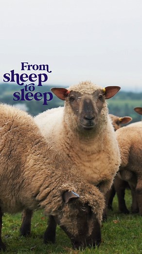 3.6K views |  Our sustainably sourced British wool is perfect for a great night's sleep, and our partnership with @britishwool ensures we’re using the highest quality fillings  Not only is it temperature regulating and super comfortable, it's also recyclable. This #NationalWoolMonth, we take a closer look at this premium mattress filling, sourced from our partnered farm right here in the UK  | Dreams Beds | Facebook