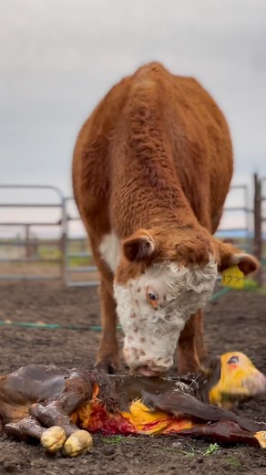 9.4K views · 380 reactions | #lambertranchherefords #herefords #cattle #cows #bulls #calf #heifer #herefordcattle #beef #agriculture #california #californiaagriculture #ranchlife #livestock #animals #nature #ranchingfamily #seedstock | Lambert Ranch | Facebook