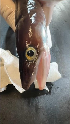 黒アナゴを釣ったんだ