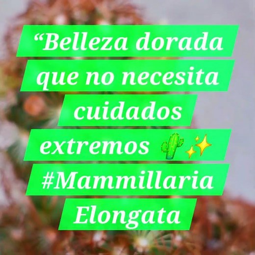 Mammillaria elongata: belleza sin complicaciones”