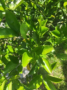 Fresh Organic Indian KEY LIME LEAVES From Florida. Kagzi (citrus Aurantifolia Swingle), Most Flavor Full of All Key Lime Leaves. Great To - Etsy