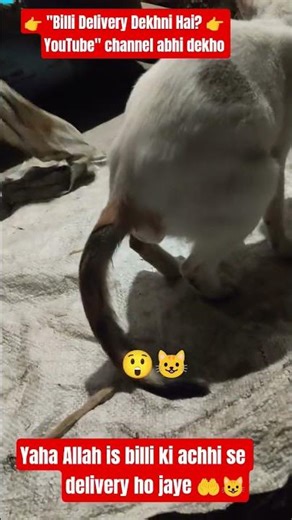 "Billi ne diya baccha! 🐾"😺# cute baby # cat