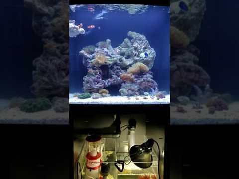 Biocube 32 and sump setup